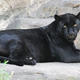 Illustration for article titled An Exclusive Interview With the Jaguar Who ‘Attacked’ a Woman at an Arizona Zoo
